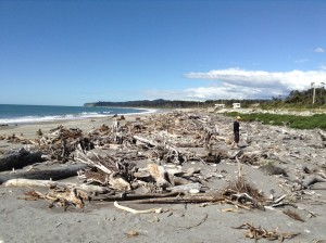 driftwood beach 1 Mini ipad photos 451 (600 x 448)