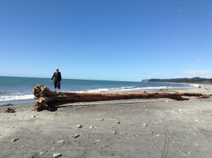 driftwood beach 2 Mini ipad photos 447 (600 x 448)